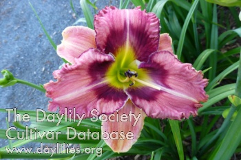 Daylily Catch My Eye